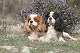 CAVALIER KING CHARLES 222